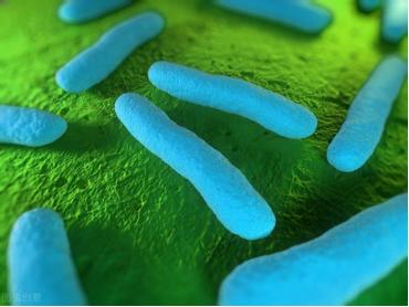 益生菌为什么有用,益生菌为什么有止泻的作用