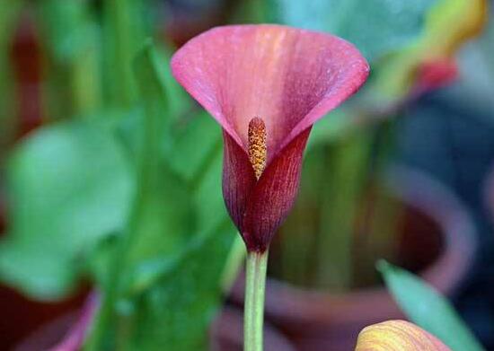 马蹄莲品种及图片欣赏大全,马蹄莲的品种及名称图片大全