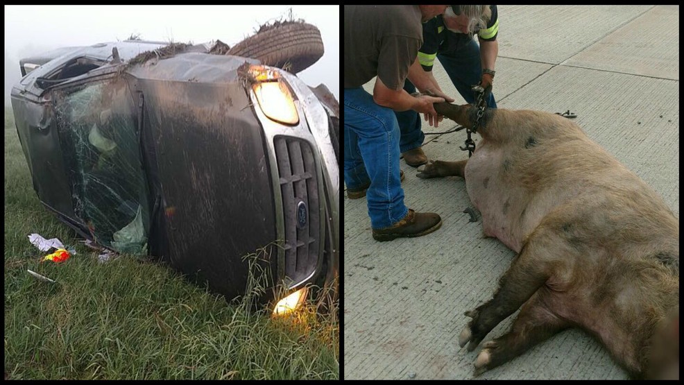 美国野猪泛滥成灾的真实原因,野猪泛滥成灾了家猪攻击野猪