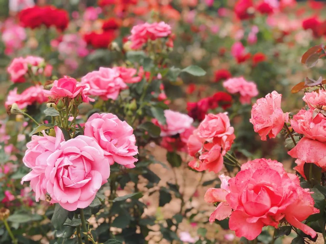 西安草滩马尔代夫,咸阳沙滩马尔代夫