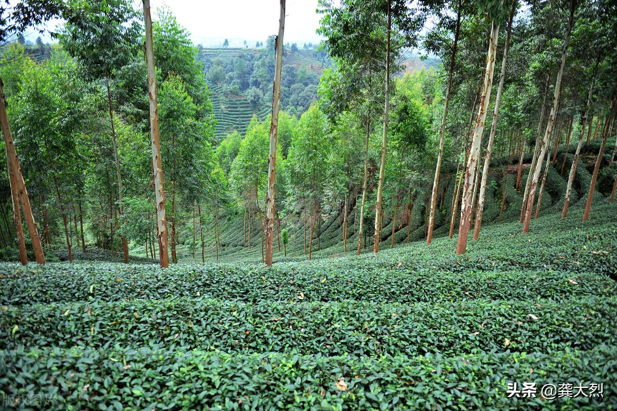 蒙顶山上茶的诗词,蒙顶山上茶什么意思