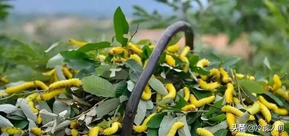 南阳怎样?看完你也会说“中!中!中!”