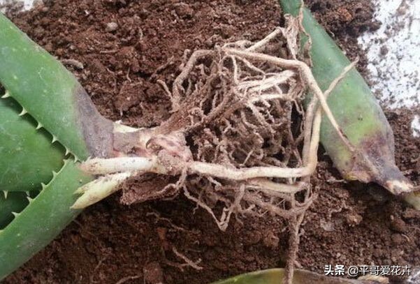 绿萝吊兰能活多久,怎么拯救要死的绿萝