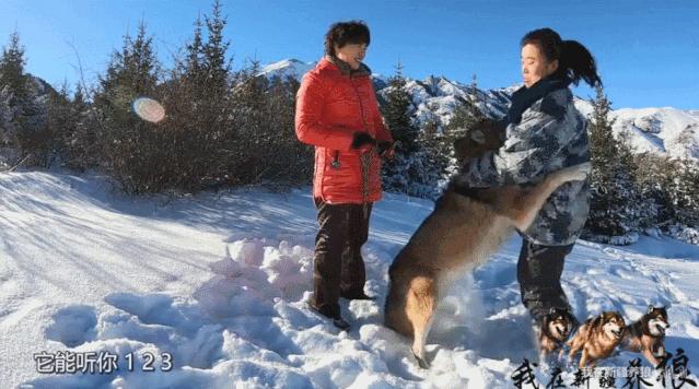 养狼disco：我在*疆新**，把狼养成了哈士奇