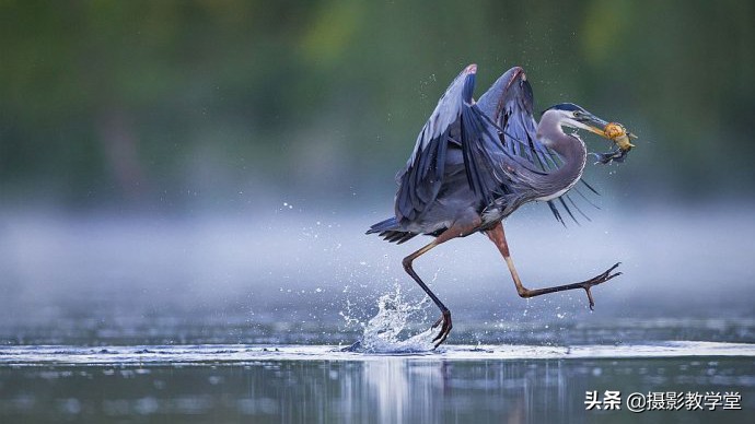 拍摄技巧和思路教学,摄影师拍鸟技巧大全