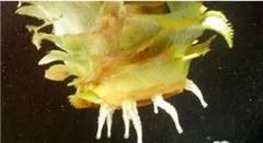 空气菠萝怎么种,菠萝叶子怎么种