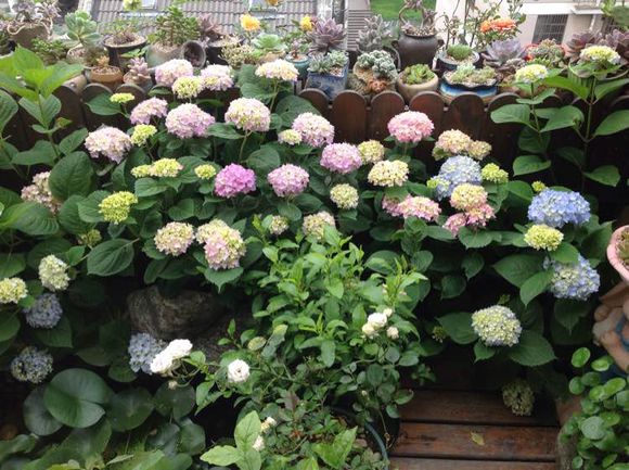 绿萝浇黄豆水的正确方法,绿萝用黄豆水来做肥料真的很好吗