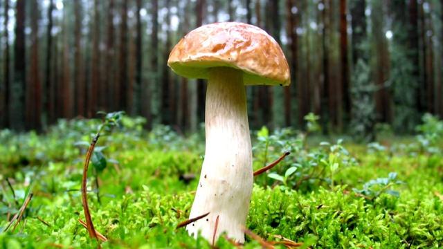 在家种蘑菇菌包靠谱吗,家种蘑菇菌包