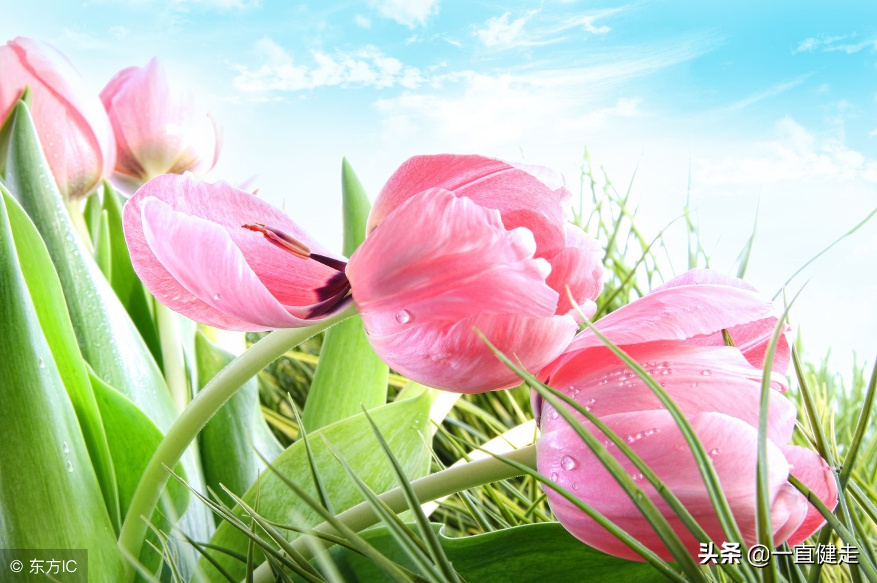 菜根谭作者洪应明简介,洪应明菜根谭全文及译文