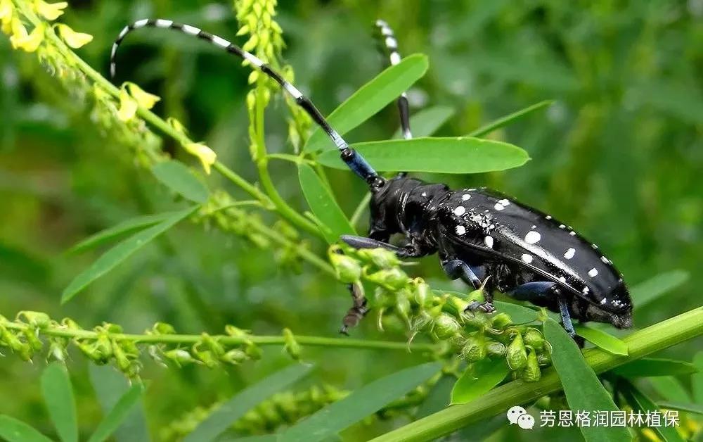 钻蛀性害虫防治最佳时期,园林常见鳞翅目害虫防治技术图片