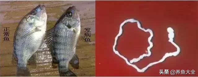 寄生虫多达6000条这种东西别乱吃,寄生虫的典型症状和表现