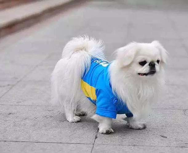 45种狗狗很难得一见你认识几种,45种最难得一见的狗