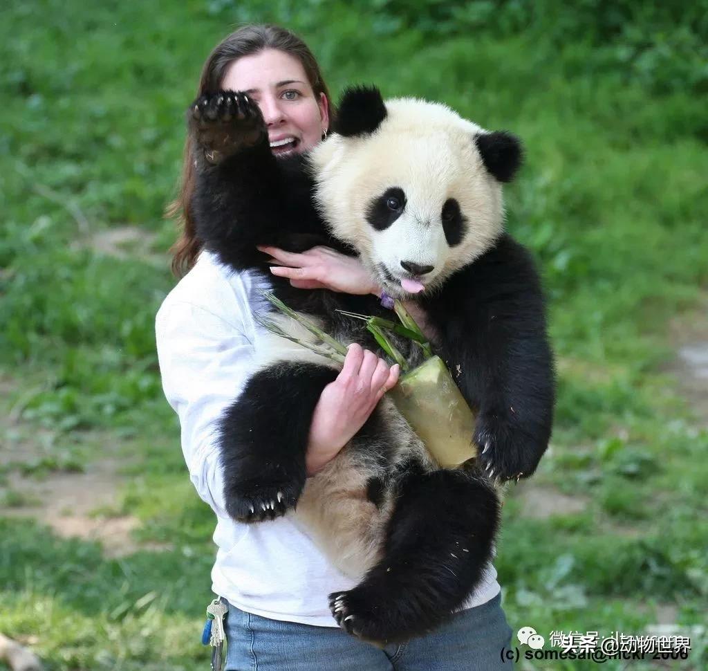 世界各国国宝级动物,世界各地的名贵动物