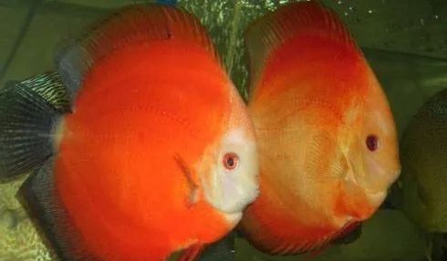 南美慈鲷,慈鲷有黑色的吗