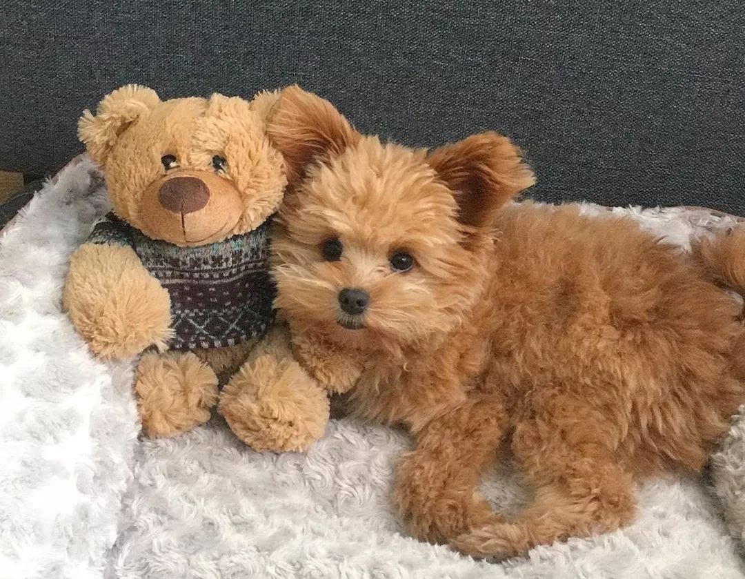 宠物呆萌狗妈妈和小呆萌狗宝宝,宠物与爱的世界