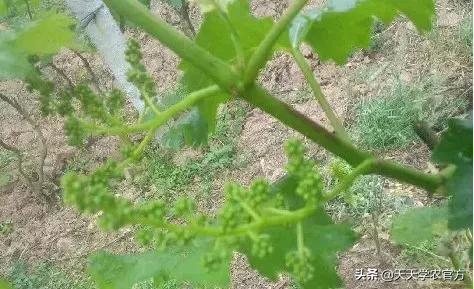 巨峰葡萄坐果不好怎么补救,巨峰葡萄坐果完怎么防病