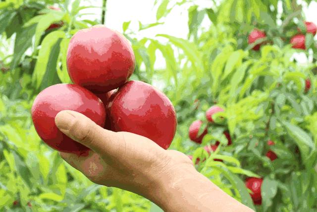 油桃黄心,黄油桃采摘又脆又甜