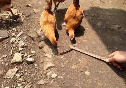 蜈蚣为什么是五毒之首,为什么五毒之一的蜈蚣不死大公鸡