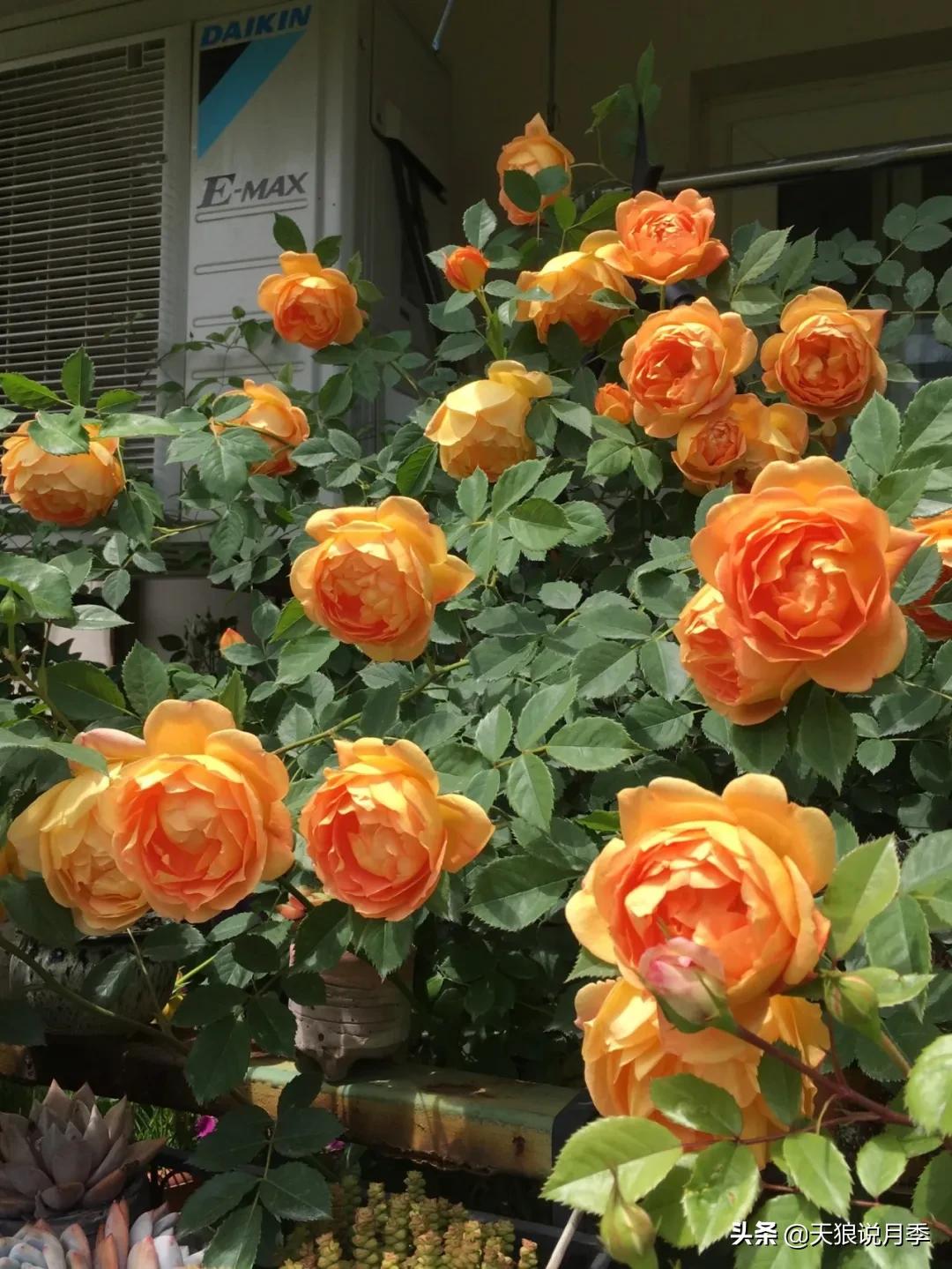 月季春季第一波花要不要剪,月季春季第一波花开后嫁接