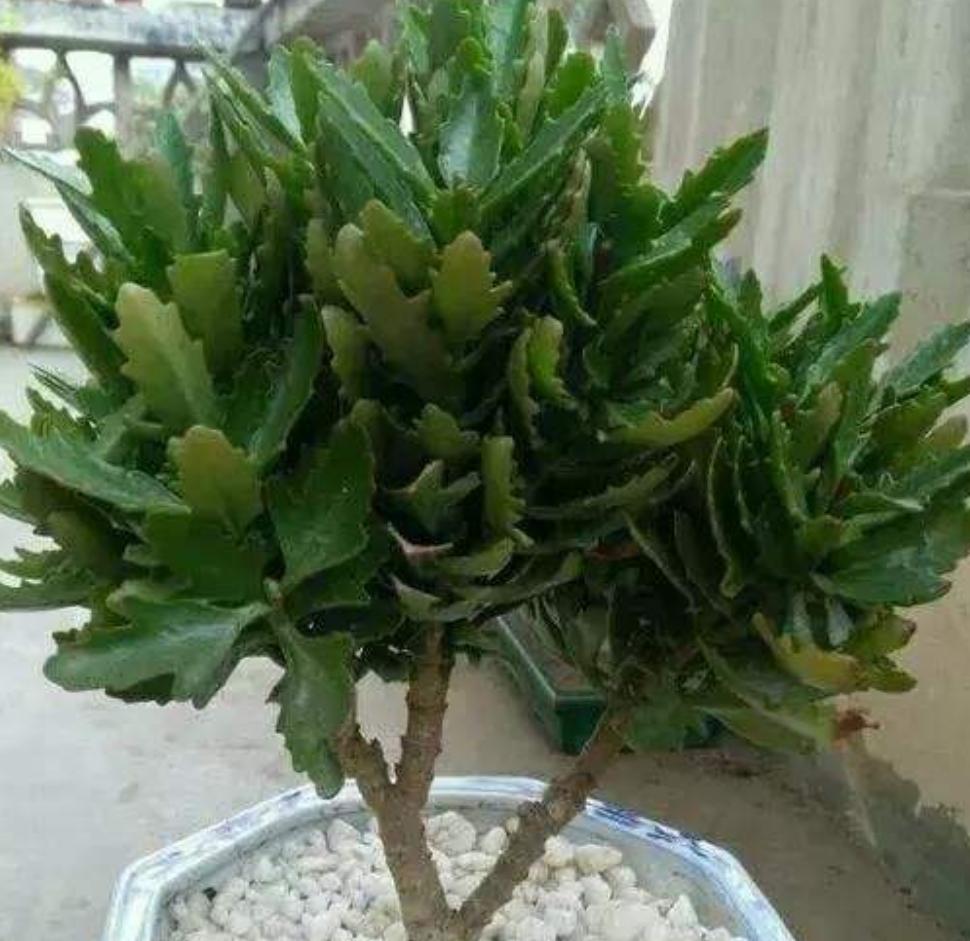 长寿花的夏季养护技巧,长寿花夏季养护技巧