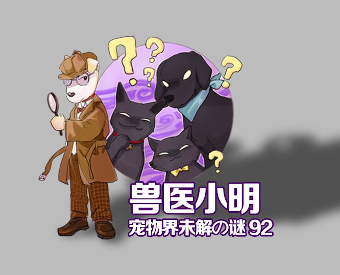 有人说中国人不吃肉怎么回答,中国人号称什么都吃为何不吃猫