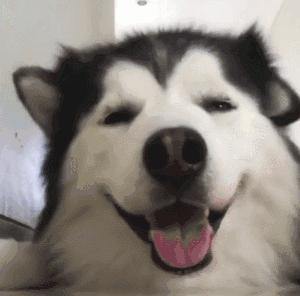 金毛哈士奇萨摩阿拉斯加,哈士奇阿拉斯加萨摩拉雪橇视频