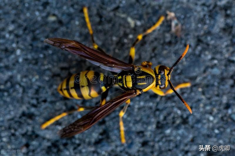 宫斗剧处死女子,宫斗剧残忍下场