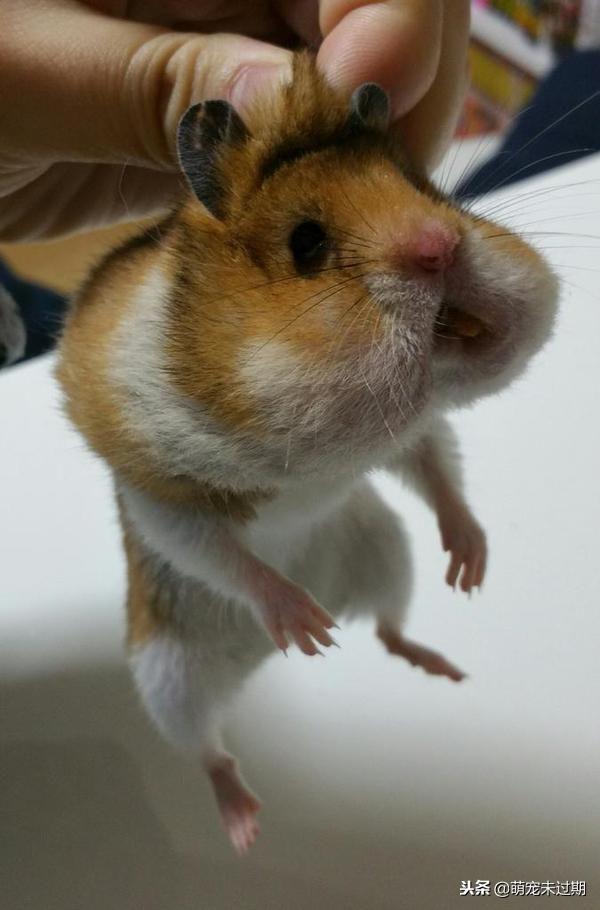 怎么照顾已经怀孕的仓鼠,仓鼠生下孩子后如何照顾