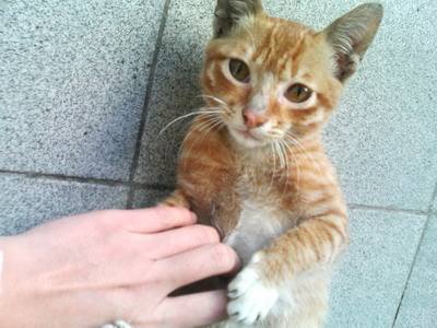 猫咪太瘦怎么办？「科瑞卡科普」