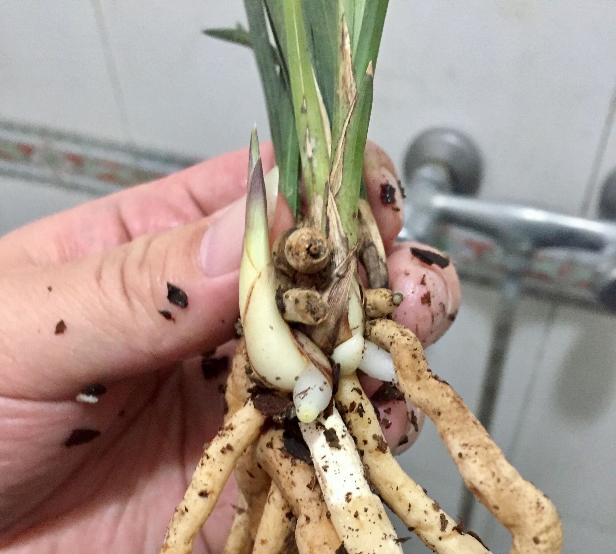 兰花上盆的正确方法和注意事项,兰花上盆时间及注意事项