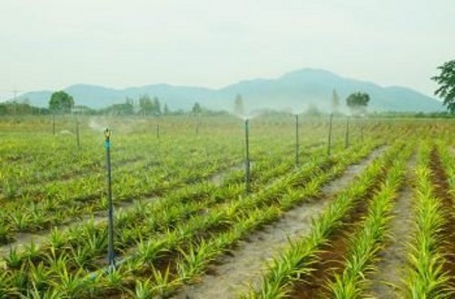 怎么用菠萝上面的草种植菠萝,菠萝种植正确方法