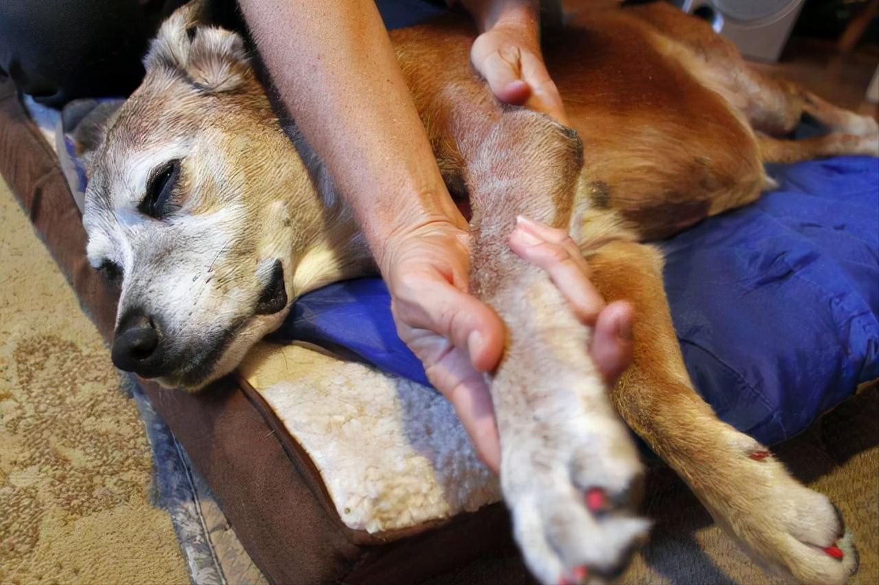 老年狗后腿无力站不起来怎么办,如何照顾老年犬这几点很关键