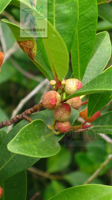 竹叶榕在北方能过冬天吗,琴叶榕功效好还是竹叶榕功效好