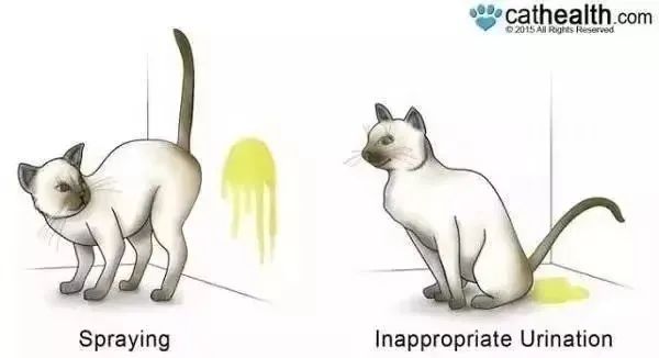 抖音特别能尿床的猫,猫咪尿床发抖音