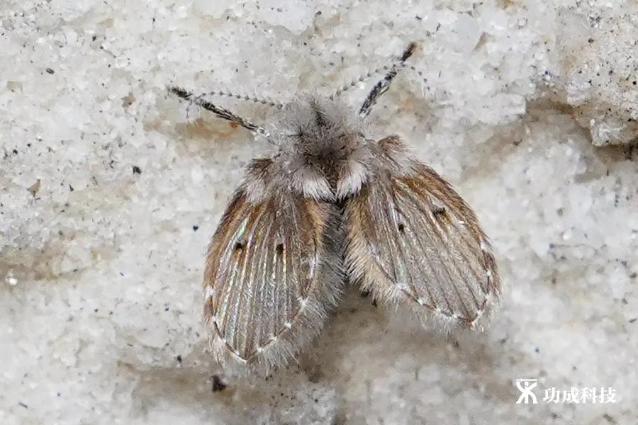 卫生间有小虫蛾蚋怎么治,卫生间出现蛾蚋怎么处理