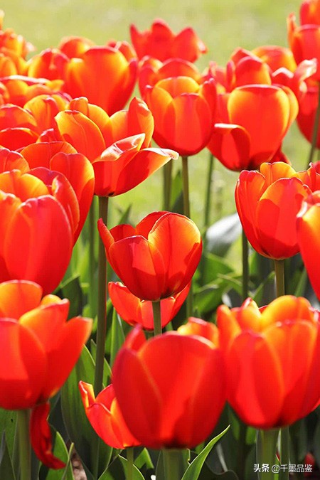 静物摄影作品欣赏郁金香,郁金香的摄影作品欣赏