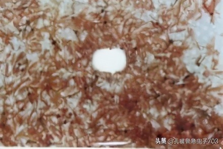 丰年知识分享,丰年虾幼虫讲解