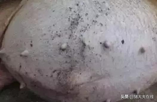 关于母猪胀气最全的综合防治，值得收藏！