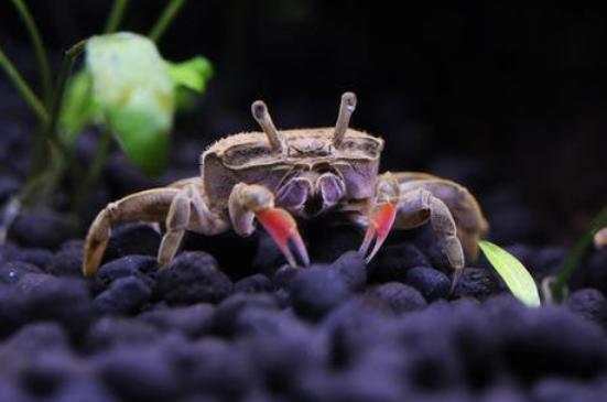 黄头侧颈龟能养在鱼缸吗,黄头侧颈龟深水鱼缸养