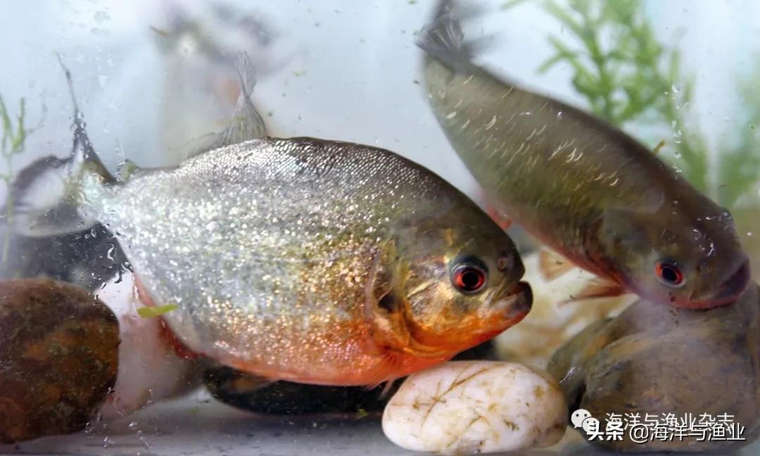 北方江河常见水生生物,陆生生物水生生物有哪些