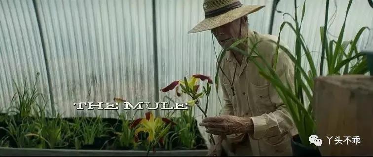 墨西哥贩毒故事,墨西哥往事解析