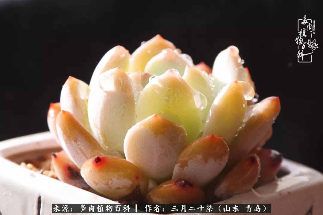 有多肉，有狗狗，给生活多一点惊喜