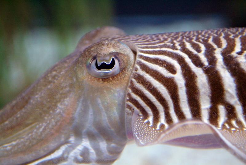 复杂的眼睛是反对进化论的证据？其实它恰好反映了进化的粗糙