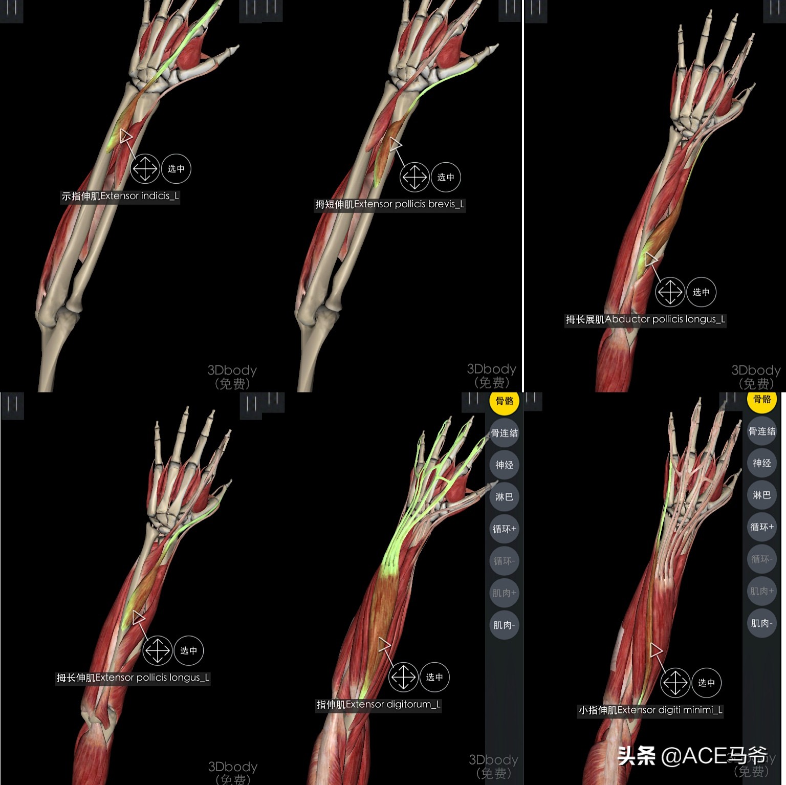 最容易被忽视，但是又非常重要的训练。小臂力量训练