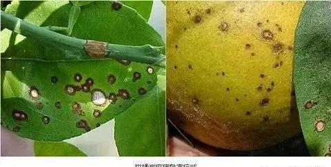 柑橘病虫害最新防治技术,柑橘病虫害详解视频教程