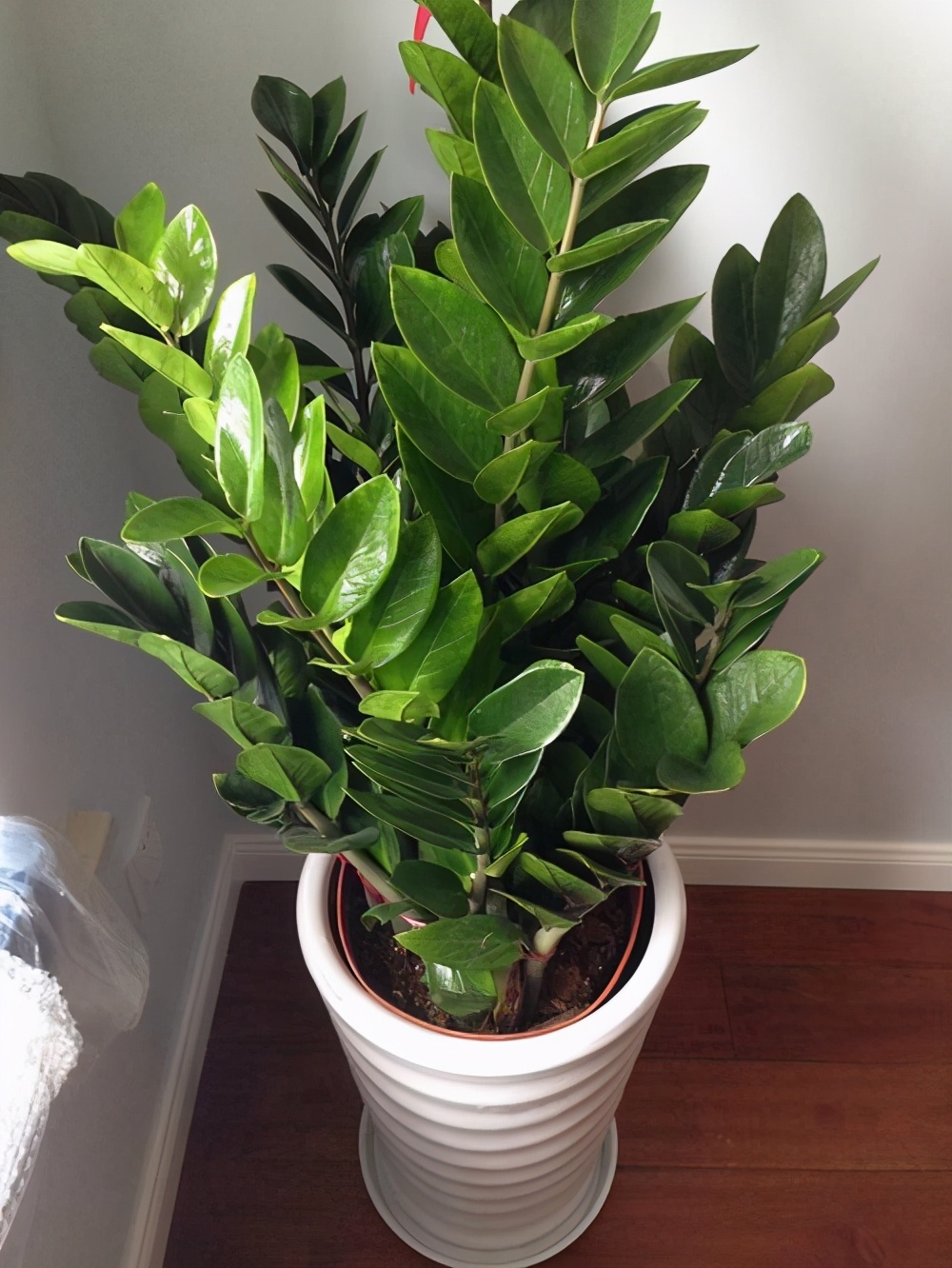 室内耐阴多肉植物推荐,多肉植物耐阴吗