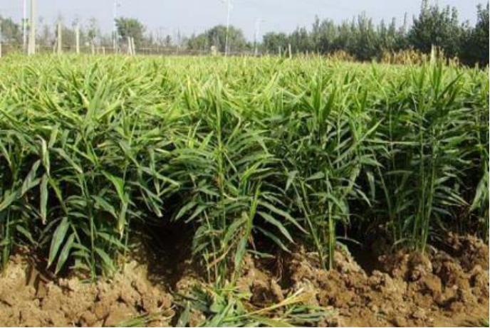 田间种姜管理的全过程,种姜高产方法讲解