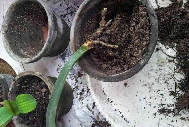 君子兰什么表现能证明扦插成活,君子兰养殖方法和技巧扦插