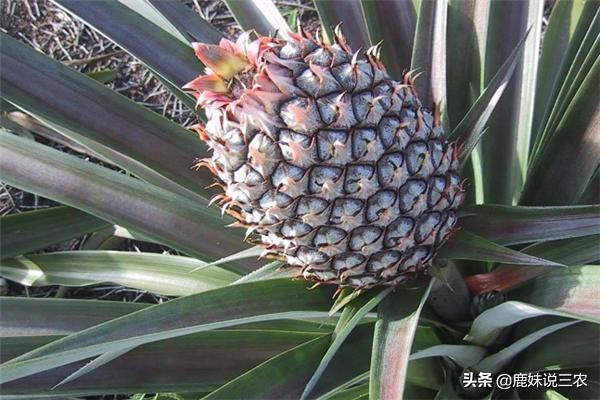 青菠萝种植技术视频,菠萝高产种植技术图