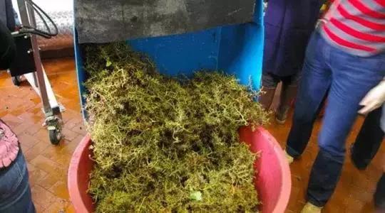 白葡萄酒的酿造工艺流程,酒庄葡萄酒的酿造方法及制作步骤